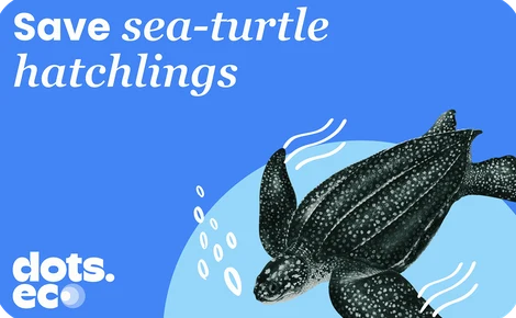 Dots.eco - Save a Sea-Turtle Hatchling